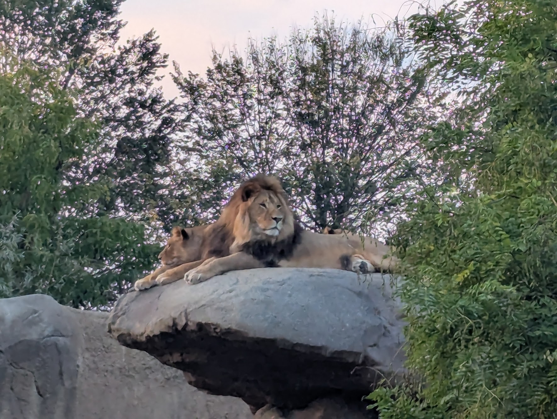 Lions